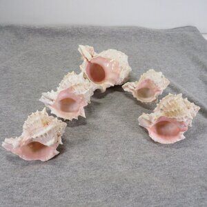 Pink & White (5) conch shells 3"